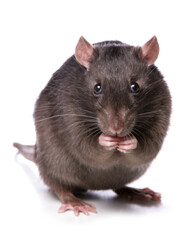 rat cleaning itself isolated on a white background