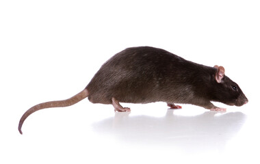 rat walking studio cutout isolated on a white background