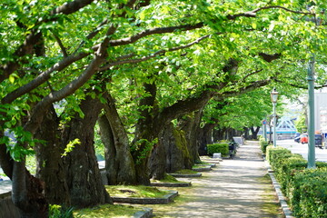 犀川　道路沿い