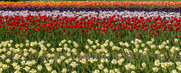 Panoramic view of Tulip farm with row of colorful Tulip plants in Holland, Michigan
