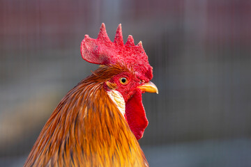 Close up view of domestic Rooster in the farm.