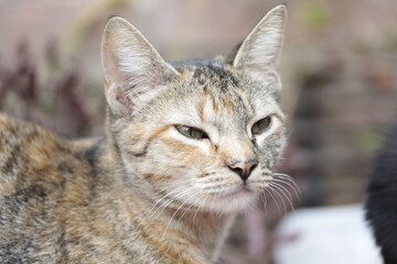 arquitctura, prros, gatos, mascotas, blancoynegro, bs as, atardecer, iglesia, barco, gatos, mascotas, arboles