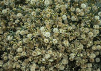 Grupo de flores blancas polinizadas