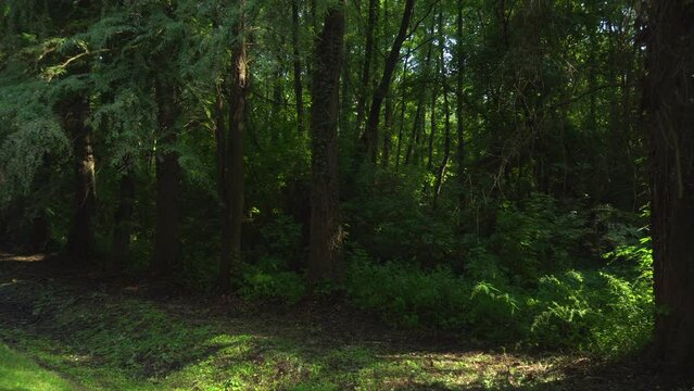 HEVIZ, ZALA, HUNGARY - AUGUST 19, 2018: Beautiful forest lush green trees in the sunlight in Heviz, Hungary. 4K, Wide shot, Pan