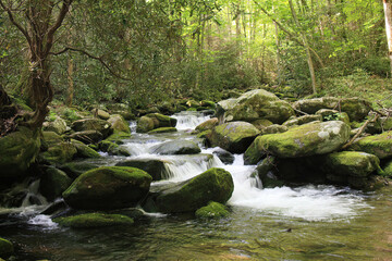 Fototapeta na wymiar smokey mountain stream