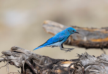 Mountain Bluebirds