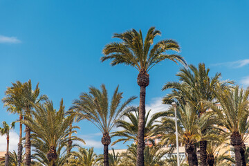 Fototapeta na wymiar Palm trees against the backdrop of the city and the blue sky
