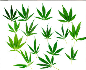 The green branch of the medicinal plant Cannabis sativa (Cannabis indica, marijuana) with leaves. Transparent background.