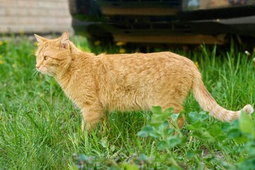 Rural red domestic cat walking on green grass