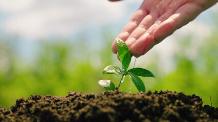 Green sprout in ground is watered by farmers hand, drops of water. Seedling in soil is watered by man. Agriculture. Life of little seedling. Germinated seed in fertile soil. Gardener grows seedling