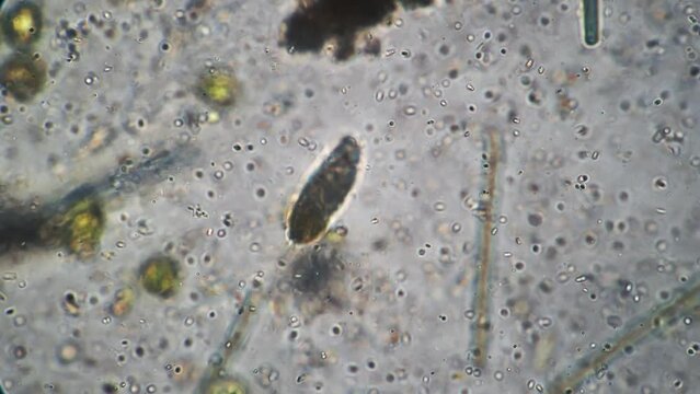 Panoramic close-up shot under a microscope of simplest single-celled bacteria infusorium slipper. Bacterium in motion moves in special liquid with help cilia organelles. Biological science research.