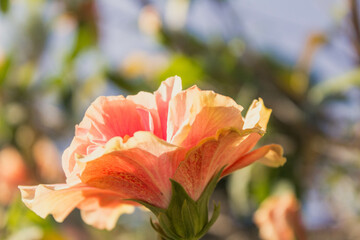 Fototapeta premium Flower