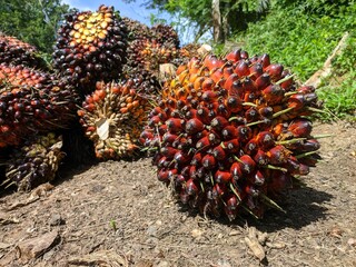 Naklejka na ściany i meble Oil palm fruit (Elaeis guineensis) in the south Kalimantan Plantation