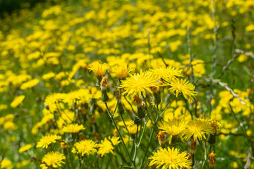 Yellow Dandelion Taraxacum (Garden weed or Wildflower) branch close up against a blurry background full of them.