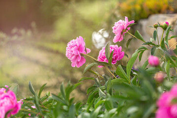 Close-up of a beautiful blooming peony in pink in late spring in a garden outdoors, Paeonia lactiflora