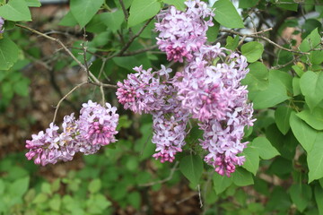 Fototapeta premium lilac flowers on a branch