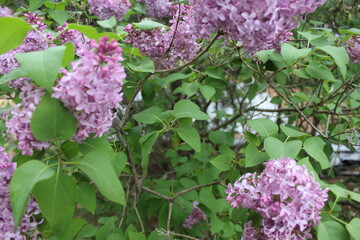 flowers in the garden