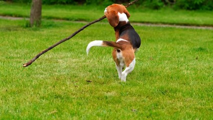 Amusing young beagle dog with long flying ears run through grass and glowers towards camera, slow motion shot. Hilarious playful puppy chase and look straight, happily spend time outing at park