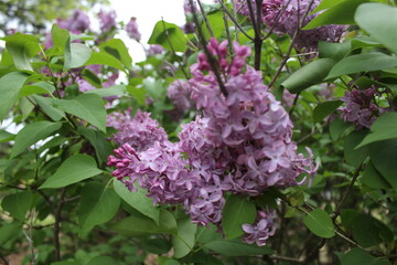 flowers in the garden