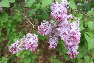 branch of lilac flowers