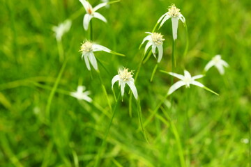 Dichromena colorata Florida native an evergreen grasslike perennial boasting striking daisy-like flowers ground covering  wild plants in wetlands