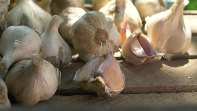 White garlic heads heap. Vitamin healthy food spice or spicy cooking ingredient concept. Pungent flavor as seasoning or condiment, traditional medicine