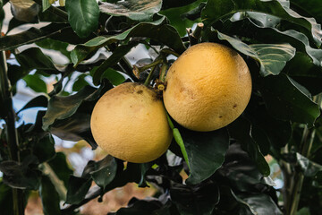 grapefruit or pomelo citrus plant