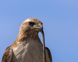 A red-tailed hawk grips a snake in its beak after a successful hunt.