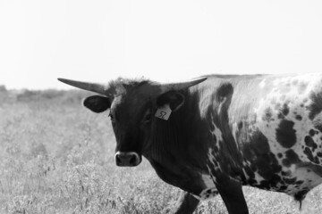Young Texas longhorn steer cow on farm with spots in field.