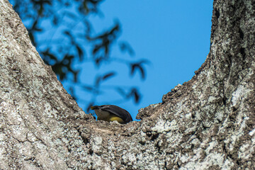 Waxwing