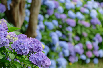 紫陽花

