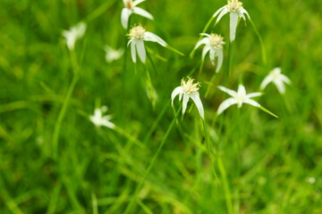 Dichromena colorata Florida native an evergreen grasslike perennial boasting striking daisy-like flowers ground covering  wild plants in wetlands