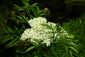 Spotted water hemlock Cicuta maculata native to North America is one of the most toxic plants, grows tall in wetlands white cluster of flowers