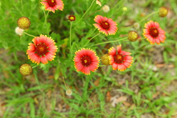 Blanketflower (Gaillardia pulchella) roadside flower plant native to Florida USA