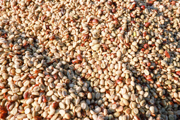 Dry Honey   process arabica coffee bean  dried on the coffee grounds .Background Robusta and arabica  coffee berries ,coffee concept.