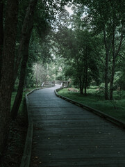 WOODEN PATH LEADING THROUGH FOREST