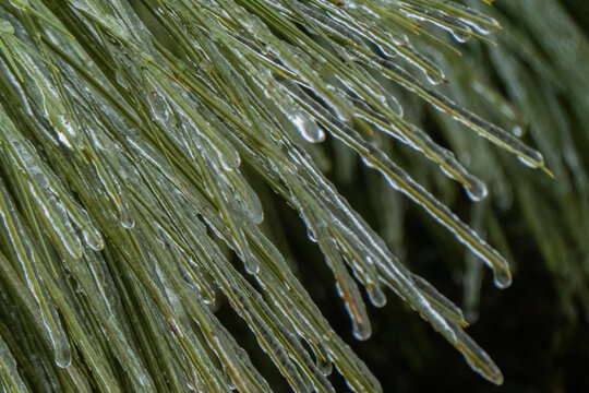 Pine-needles