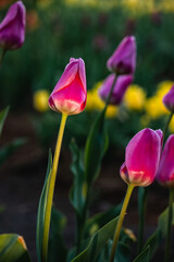 different varieties of tulips in spring