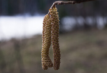 Flowers of birch (catkins) on little birch branchlet.