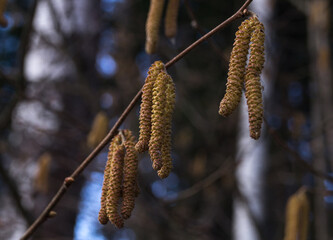 Flowers of birch (catkins) on little birch branchlet.