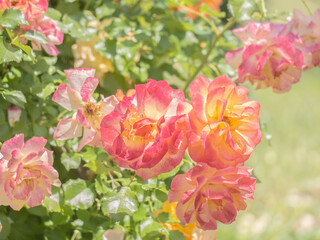 Obraz premium flowers