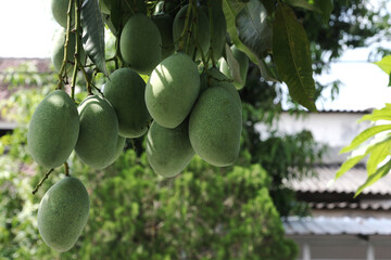  bunch of young mangoes hanging on a tree against a green leaf background.