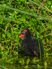 Pied-billed grebe's chick
