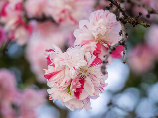 pink cherry blossom