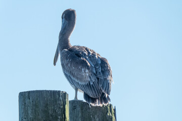 Brown pelican