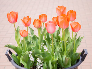 bouquet of tulips