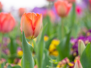 Obraz premium field of tulips