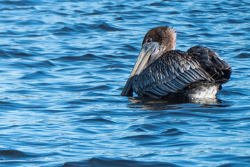 Brown pelican