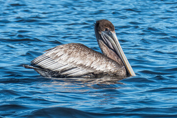 Brown pelican