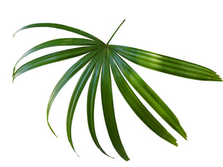 Fototapeta na wymiar Dark green leaf of Rhapis humilis or Slender Lady Palm isolated on white background. The fan-like leaves; deeply divided to petiole like a spoke wheel; about 10-20 leaflets per leaf.